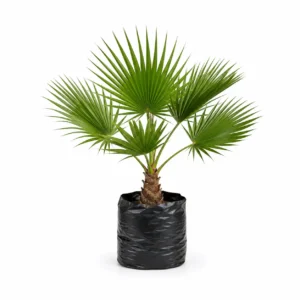 palma abanico (washingtonia robusta) palmera ornamental
