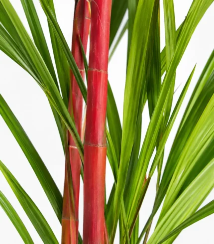 palma roja (cyrtostachys renda) palmera tropical ornamental