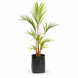 palma roja (cyrtostachys renda) palmera tropical ornamental