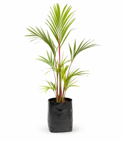 palma roja (cyrtostachys renda) palmera tropical ornamental