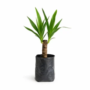 palma yuca (yucca elephantipes) palma ornamental tropical
