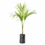 palmera real (roystonea regia) palmera ornamental tropical
