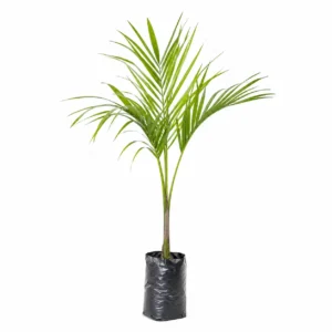 palmera real (roystonea regia) palmera ornamental tropical