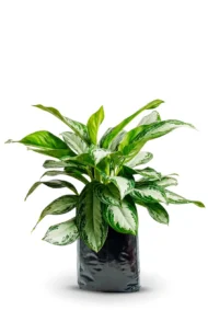 aglaonema patico aglaonema commutatum