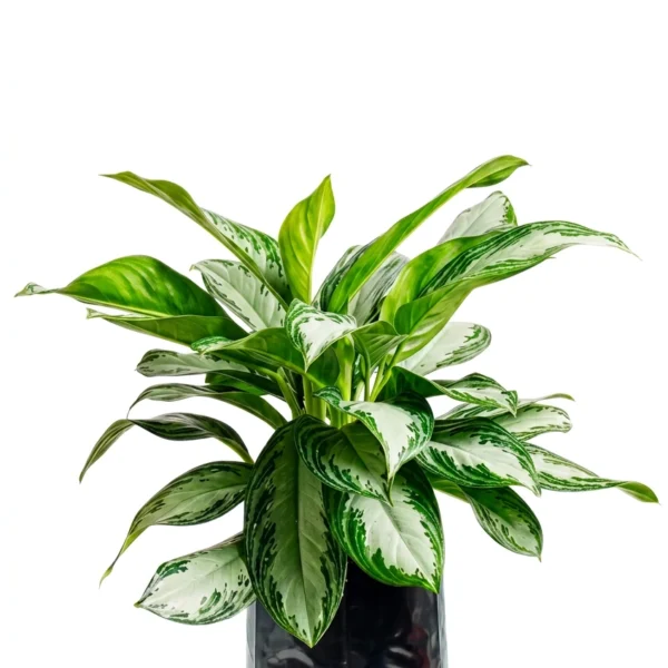 aglaonema patico aglaonema commutatum