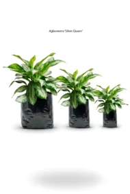aglaonema patico aglaonema commutatum