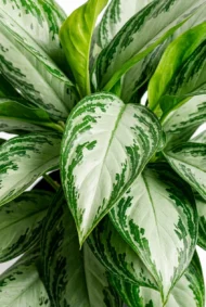 aglaonema patico aglaonema commutatum