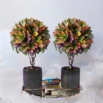 aglaonemas – plantas ornamentales tropicales de follaje decorativo
