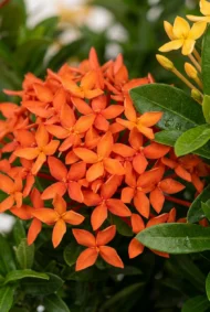 coral ixora rojo primer plano