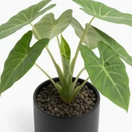 auto draft