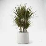 dracaena marginata – planta ornamental tropical