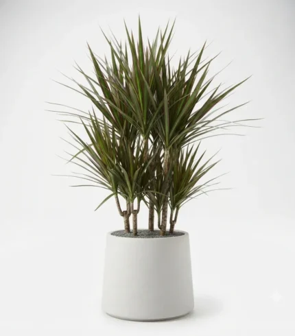 dracaena marginata – planta ornamental tropical