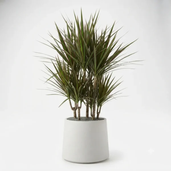 dracaena marginata – planta ornamental tropical