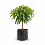 mango tommy – Árbol frutal tropical