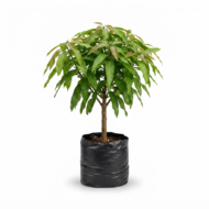 mango tommy – Árbol frutal tropical