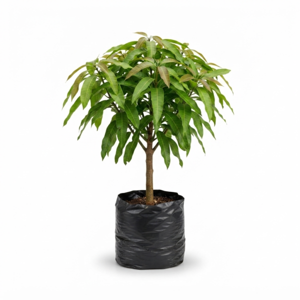 mango tommy – Árbol frutal tropical