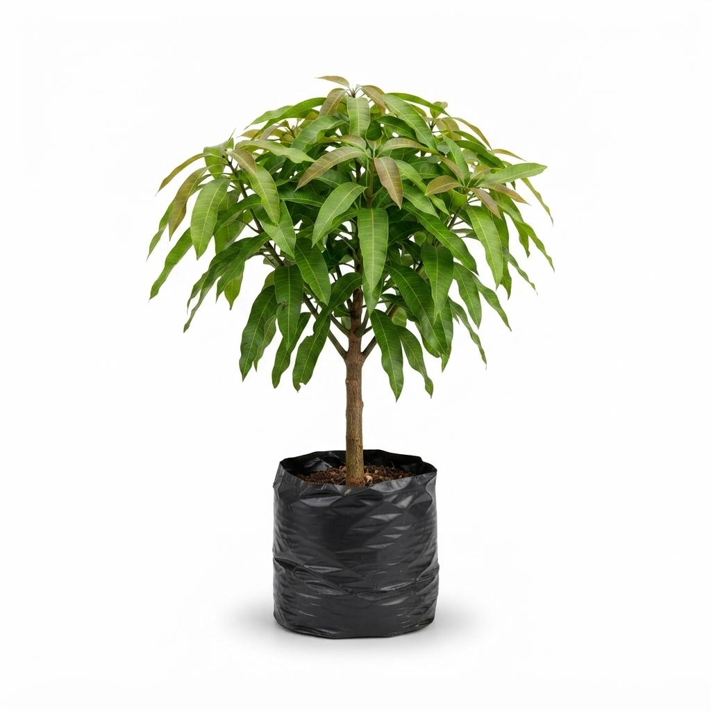 mango tommy – Árbol frutal tropical
