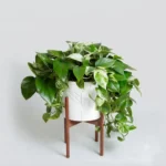 planta miami verde – elegancia y follaje tropical