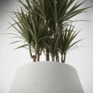 dracaena marginata – planta ornamental tropical