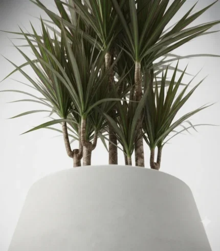 dracaena marginata – planta ornamental tropical