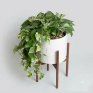 planta miami verde – elegancia y follaje tropical