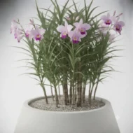 arandina – arundina graminifolia, orquídea bambú ornamental