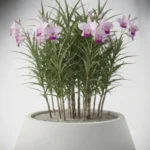 arandina – arundina graminifolia, orquídea bambú ornamental