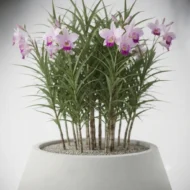arandina – arundina graminifolia, orquídea bambú ornamental