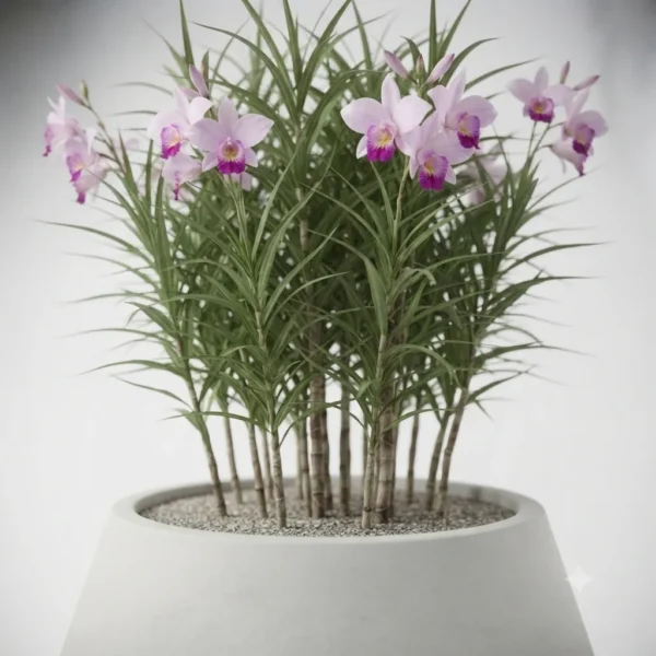 arandina – arundina graminifolia, orquídea bambú ornamental