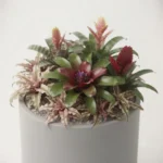 bromelia – bromeliaceae, planta ornamental tropical