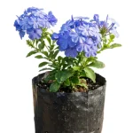 isabel segunda plumbago auriculata