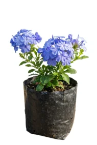 isabel segunda plumbago auriculata