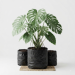 monstera balazo – monstera adansonii, planta tropical de follaje exótico