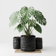 monstera balazo – monstera adansonii, planta tropical de follaje exótico
