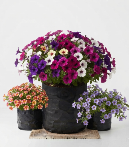petunias – plantas ornamentales de floración colorida