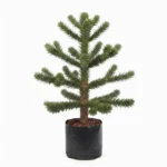 pino araucaria – araucaria heterophylla, Árbol ornamental