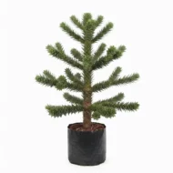 pino araucaria – araucaria heterophylla, Árbol ornamental