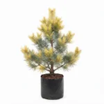 pino dorado – Árbol ornamental de follaje dorado