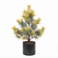 pino dorado – Árbol ornamental de follaje dorado