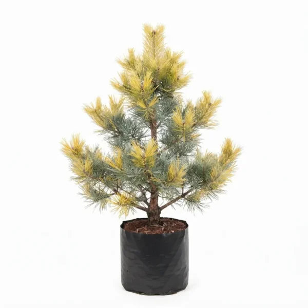 pino dorado – Árbol ornamental de follaje dorado