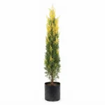 pino semidorado – chamaecyparis obtusa, Árbol ornamental