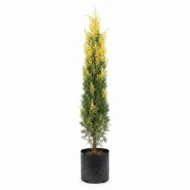 pino semidorado – chamaecyparis obtusa, Árbol ornamental