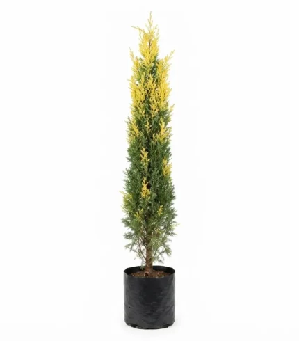 pino semidorado – chamaecyparis obtusa, Árbol ornamental