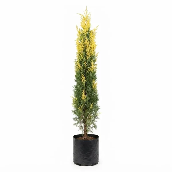 pino semidorado – chamaecyparis obtusa, Árbol ornamental