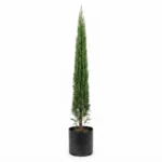 pino vela – planta ornamental de porte elegante
