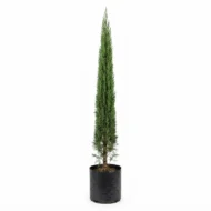 pino vela – planta ornamental de porte elegante