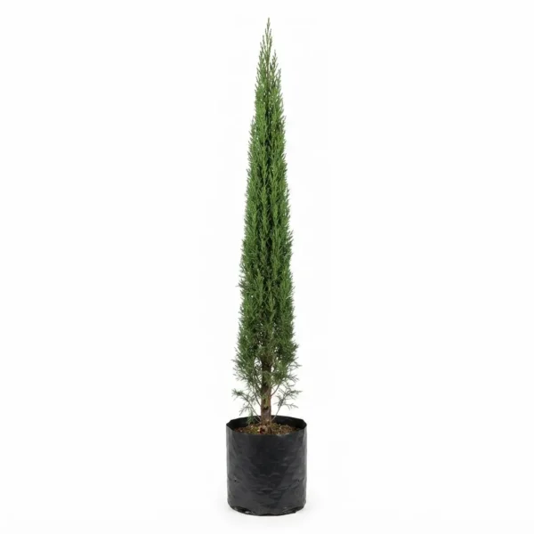 pino vela – planta ornamental de porte elegante