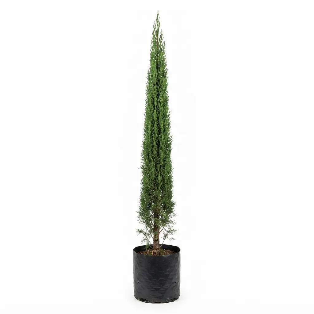 pino vela – planta ornamental de porte elegante
