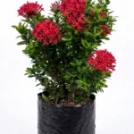 coral ixora ixora coccinea