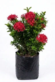 coral ixora ixora coccinea